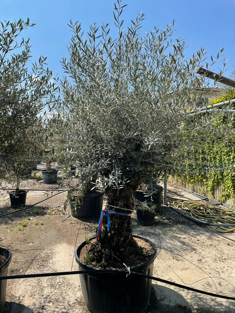 Olivovník (30 letý bonsai) obvod 60/80 cm, výška 190/230 cm, v květináči Olea Europaea